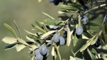 En Iyi Fiyta Tuplu Ispanyil Bodur Arbequina Zeytin Fidani