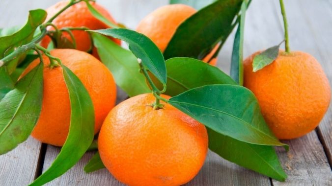 Ortaniqe Mandalina Fidanı